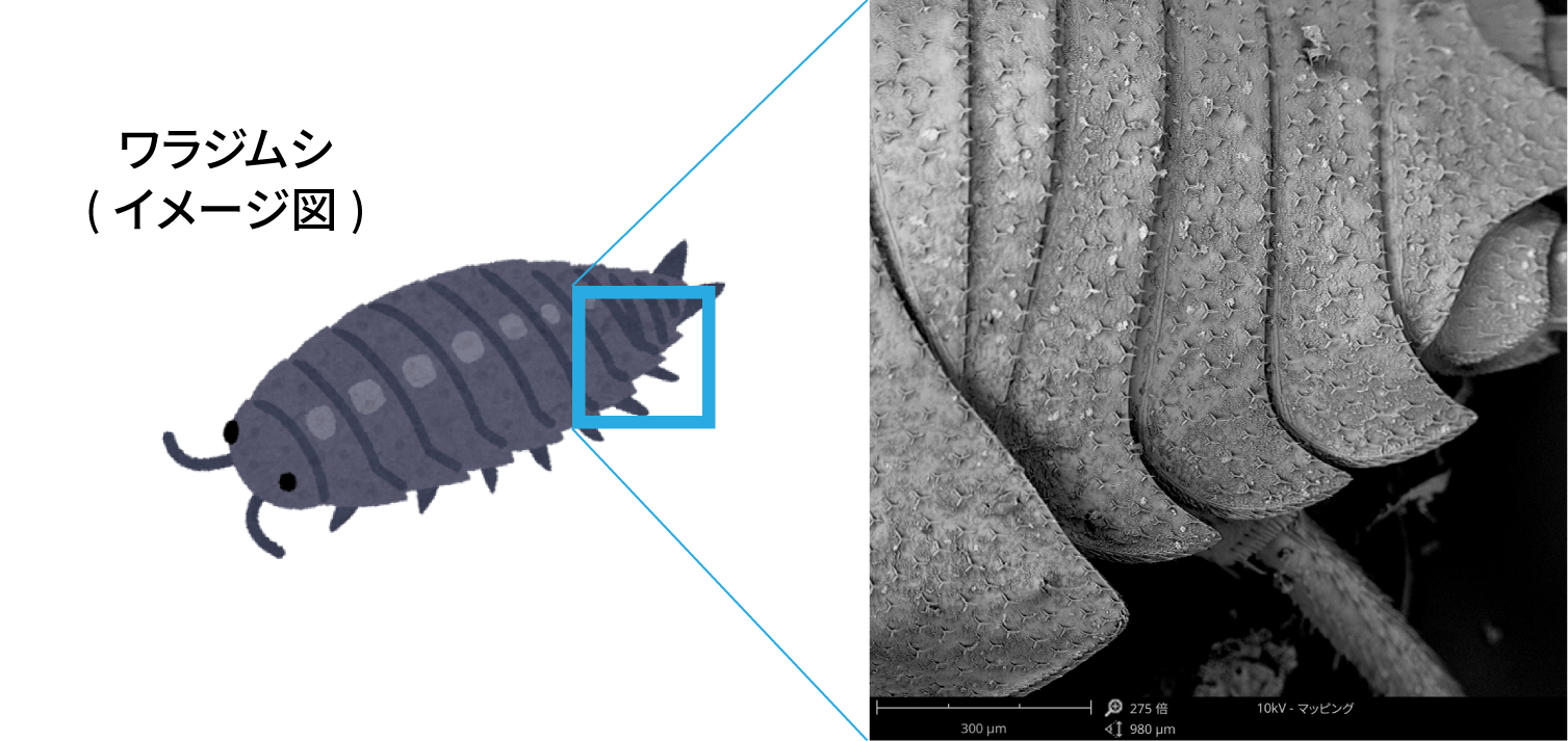 ワラジムシSEM拡大写真