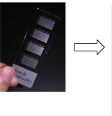 Figure: Lectin micro array