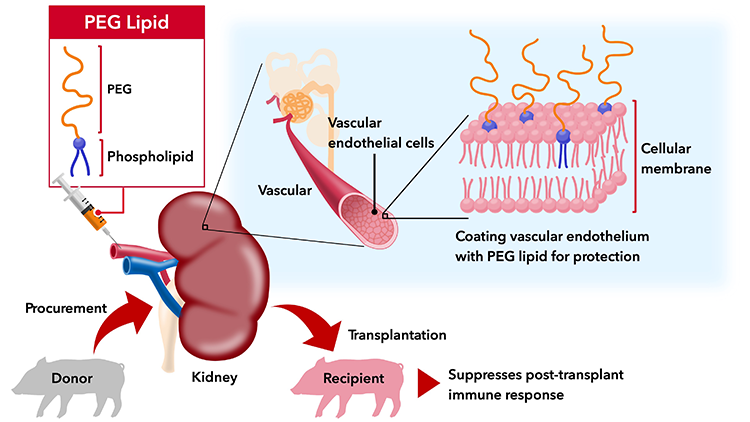 Figure of new research results