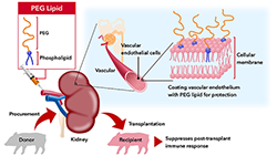 Figure of new research results Life Science and Biotechnology