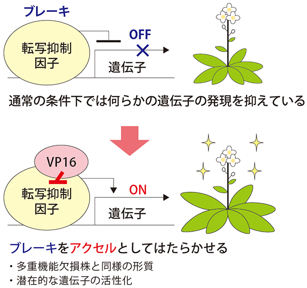 VP16を付加して転写抑制因子を転写活性化因子に転換した植物をつくる方法