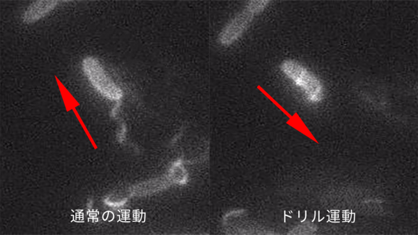 通常の運動とドリル運動の比較