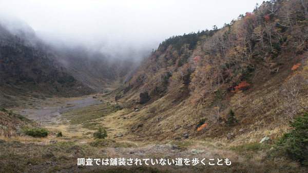 調査で歩く山の様子