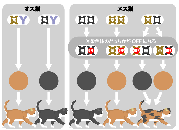 三毛猫の毛色の仕組みの図