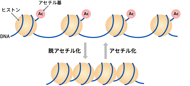 ヒストン修飾の図