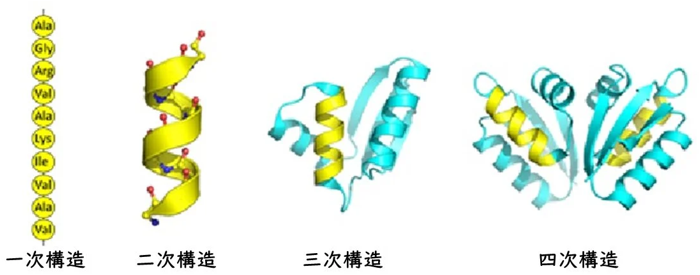 タンパク質の立体構造図