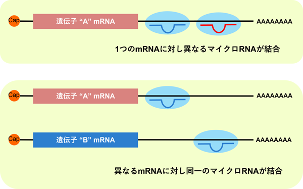 遺伝子発現を微調整するマイクロRNAの図