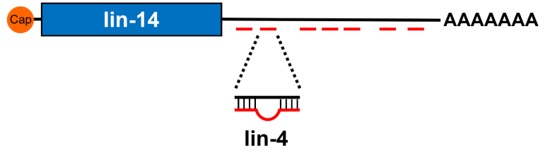 lin-14 mRNAの7か所にlin-4 マイクロRNAが結合できる配列を発見の図