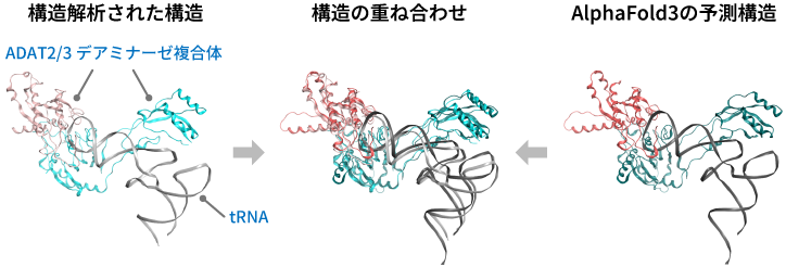 AlphaFold 3によるタンパク質とRNAの結合予測