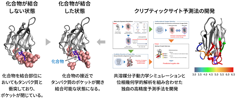 クリプティックポケットの発見を予測する技術の開発を表した図