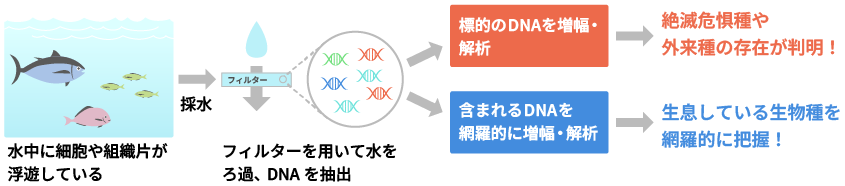 環境DNA解析の流れ