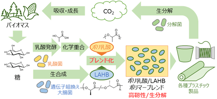 循環型バイオプラスチック材料を表した図