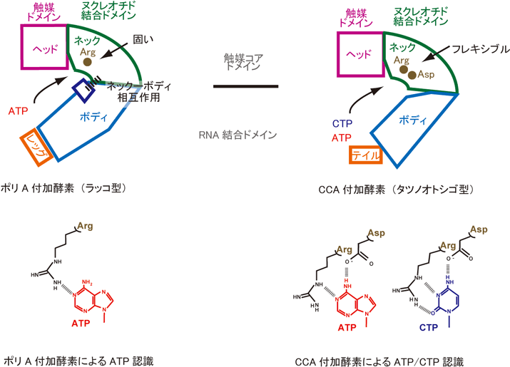 図4