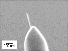 AFM観察に使用したCNT探針の写真