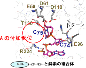 ｔRNA合成の最後の段階の図