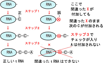 合成された配列CCをチェックする機構の図