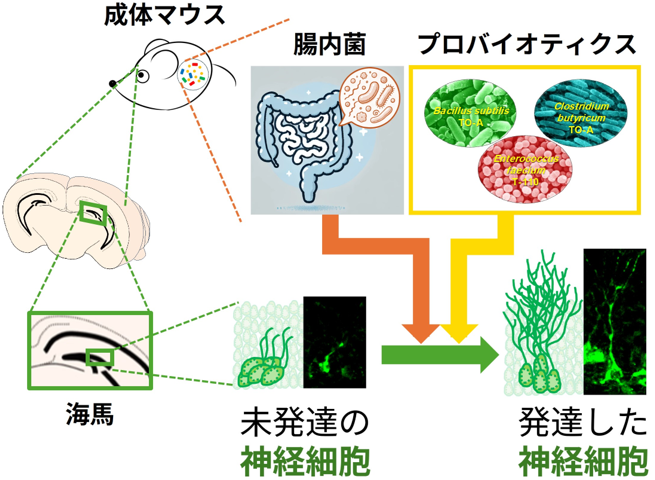 概要図