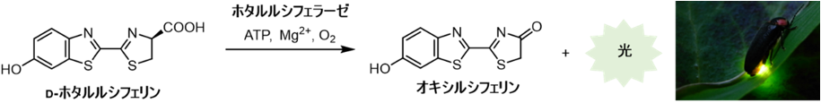 図1